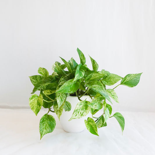 Marble Queen Pothos in White Pot