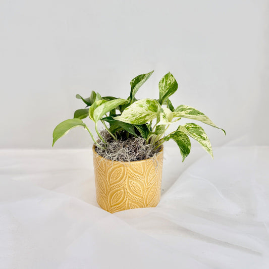 Marble Queen Pothos in Yellow Pot