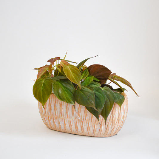 Micans Philodendron in Textured Oval Pot