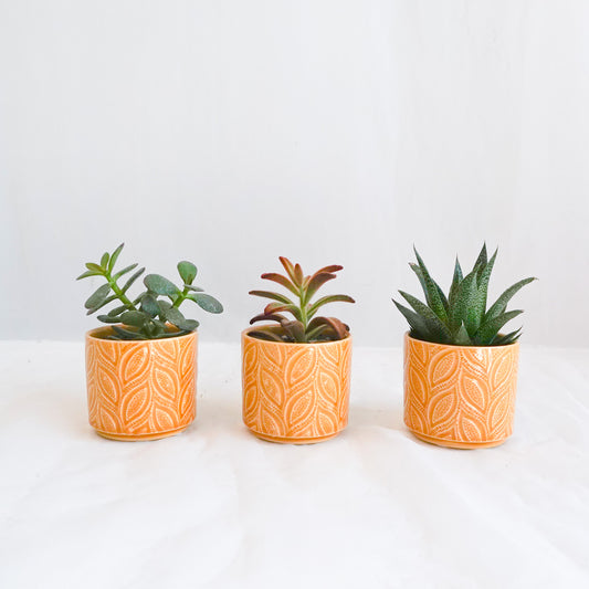 Mini Assorted Succulents in Embossed Yellow Pots