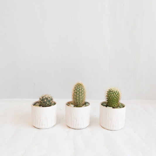 Mini Cacti