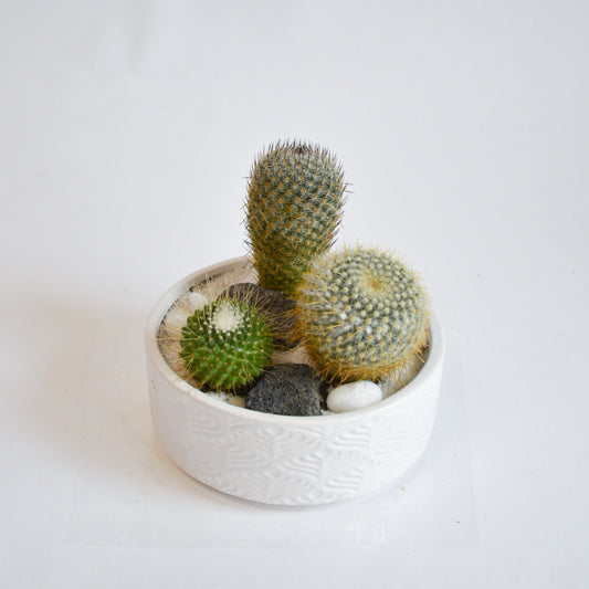 Mini Cacti Planter