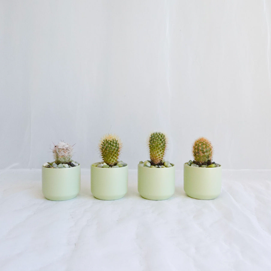 Mini Cacti in Mint Pot