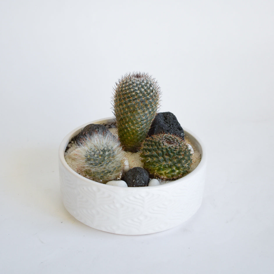 Mini Cacti Planter