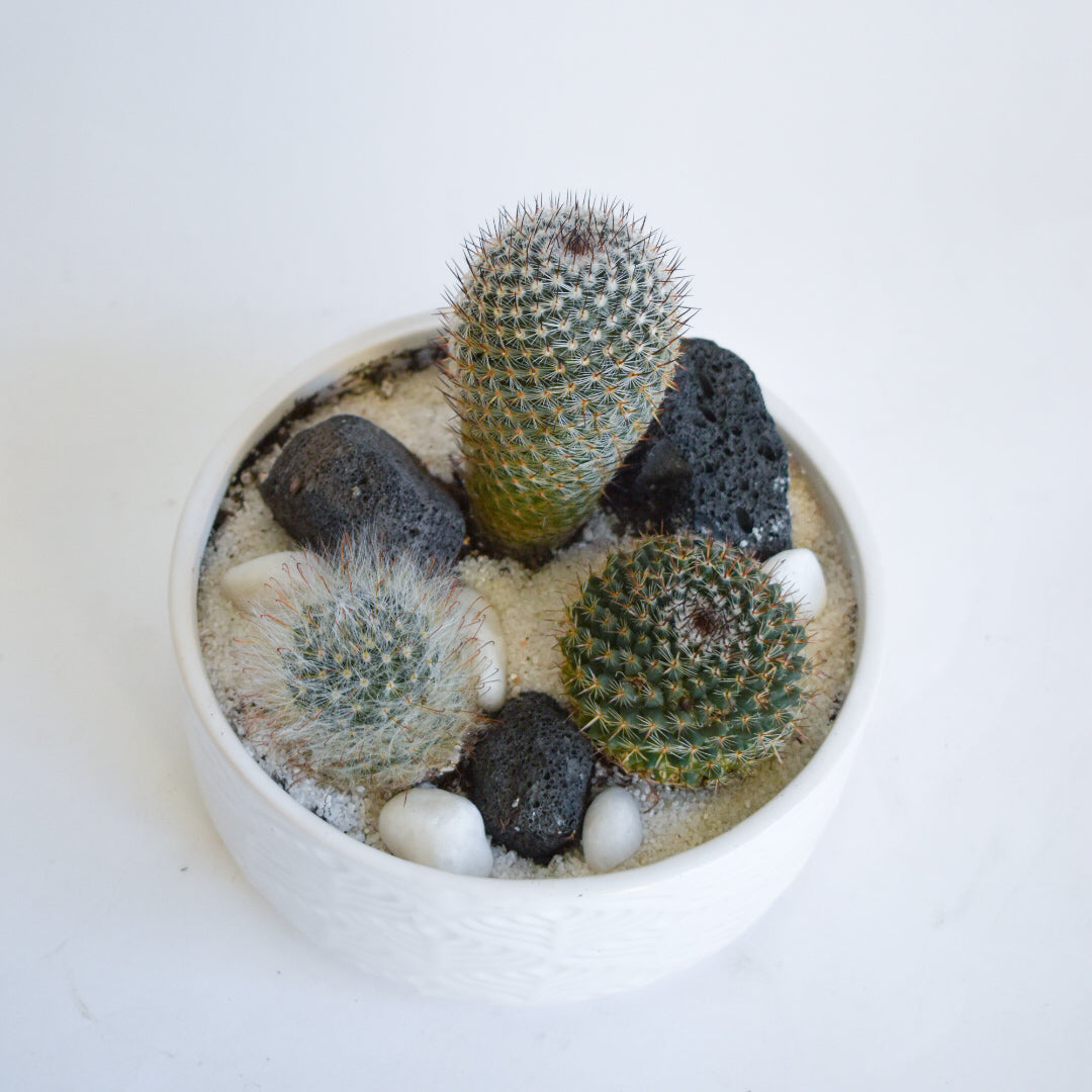 Mini Cacti Planter