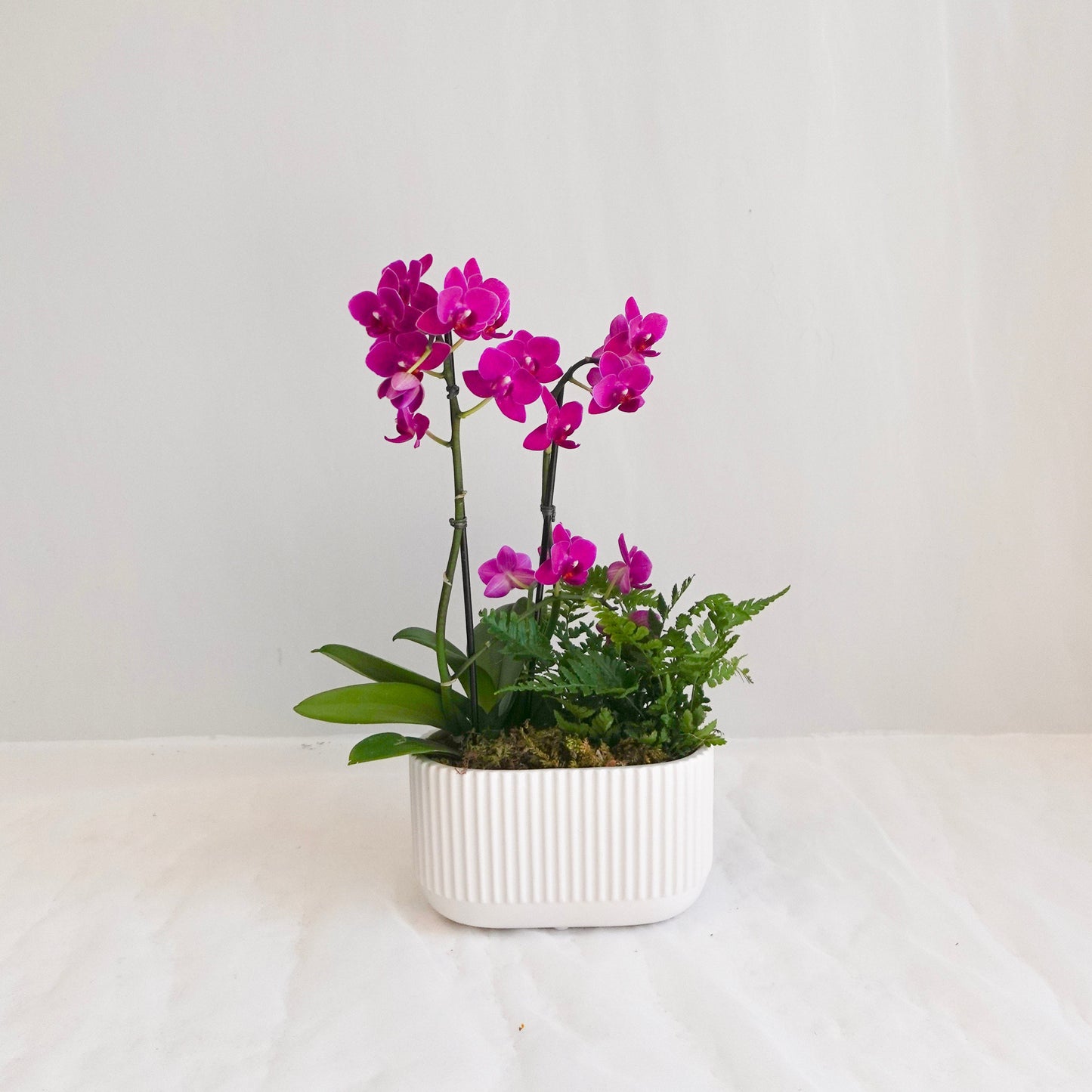 Mini Double Fuchsia Orchid with Fern