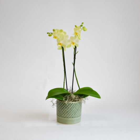 Mini Orchid-Citron