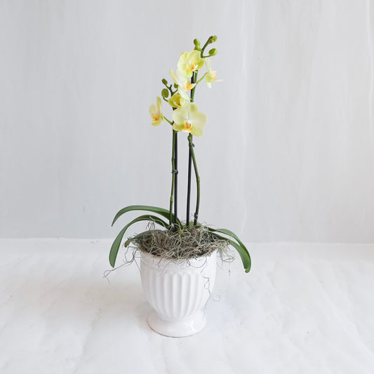 Mini Orchid - Citron