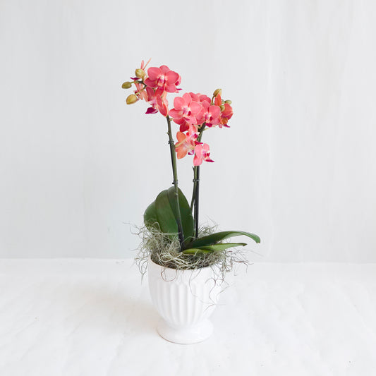 Mini Orchid - Sunset