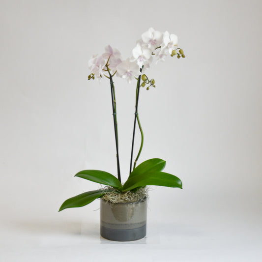 Mini Orchid-White