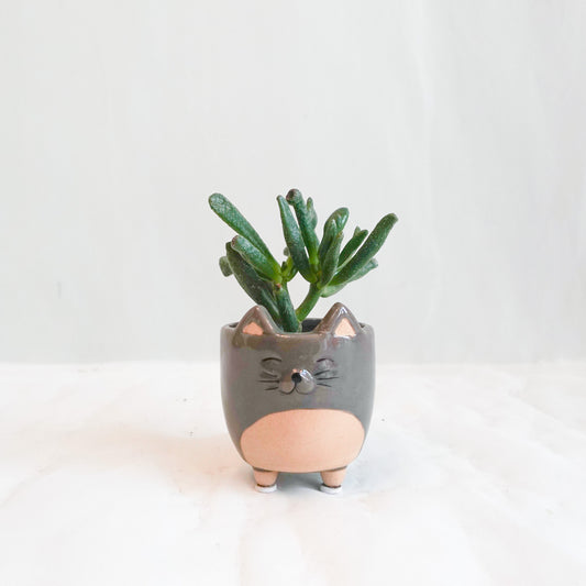 Mini Succulent in Cat Pot