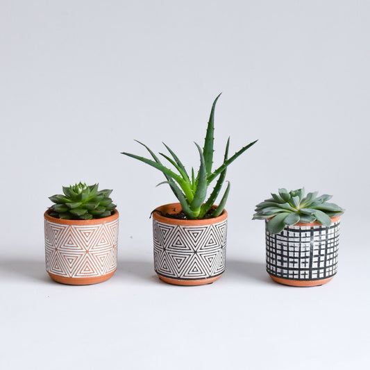 Assorted Mini Succulents in Terracotta Pots