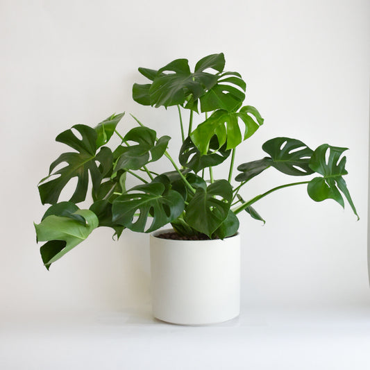 10" Monstera in White Pot