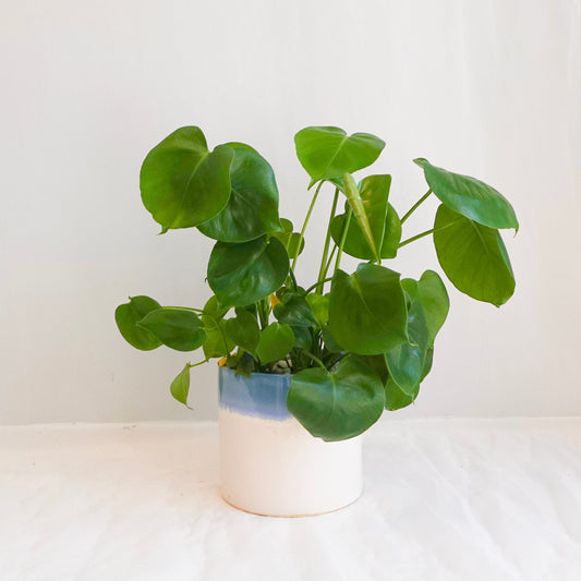 Green potted plant on a white surface with a white background