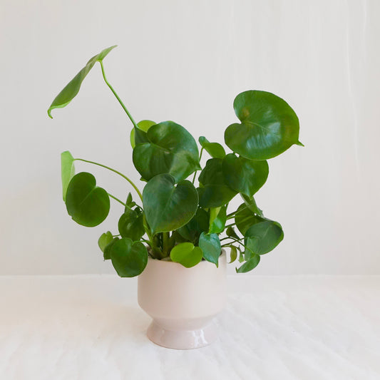 Monstera Deliciosa in Taupe Footed Pot