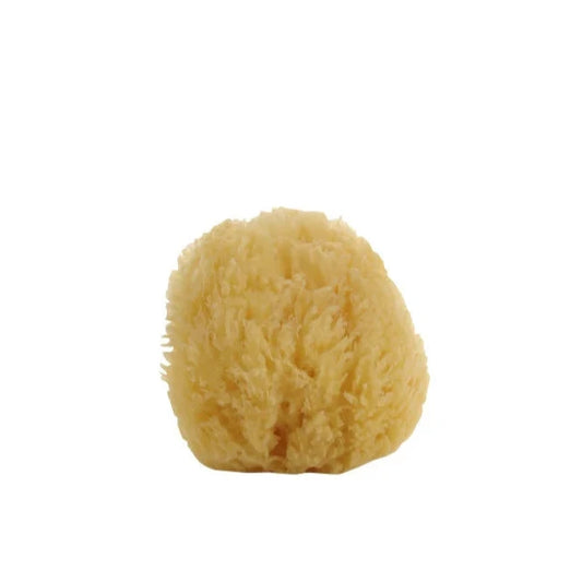 Natural Sea Sponge