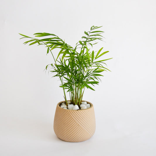 Neanthabella Parlour Palm in Textured Clay Pot