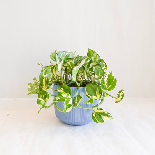 Pothos N Joy in Blue Pot