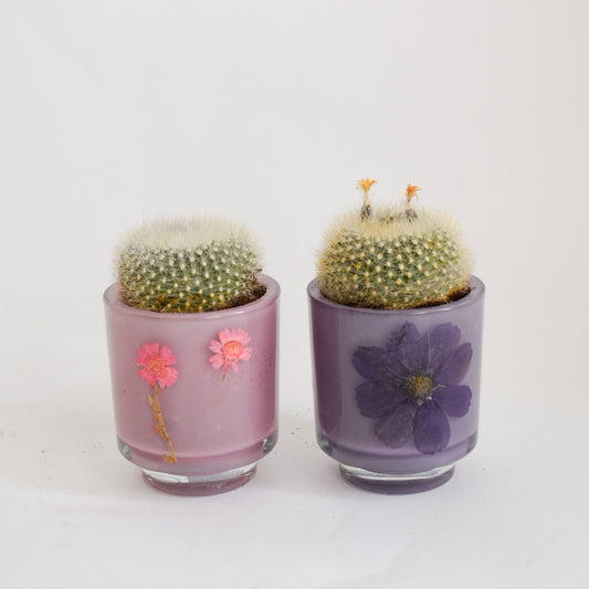 Old Lady Cactus in Pressed Flower Glass