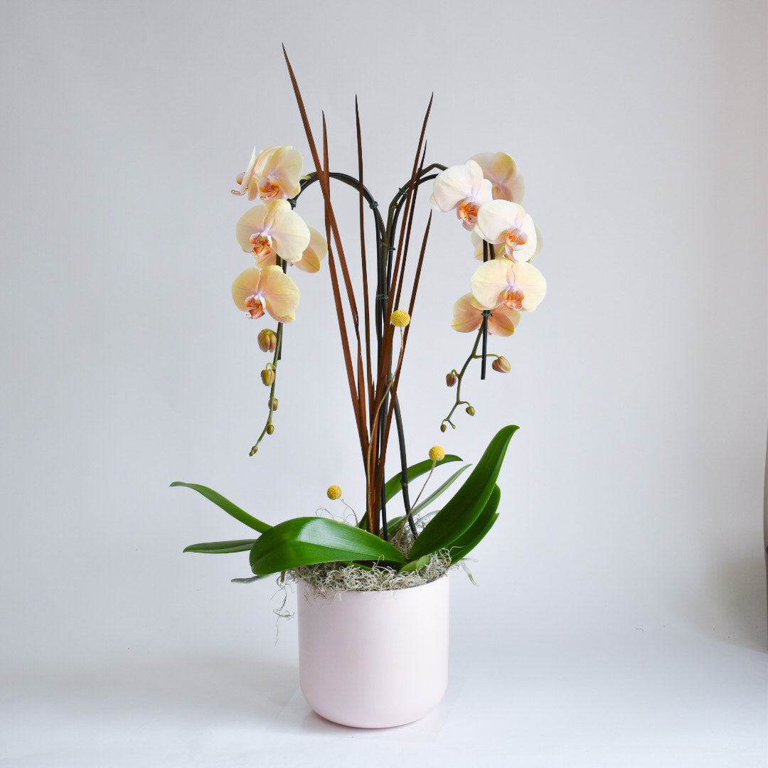 Peach Double Plant Orchid