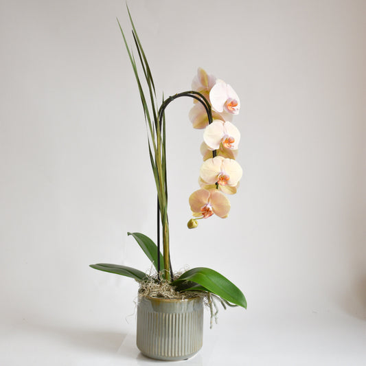 Peach Single Stem Orchid