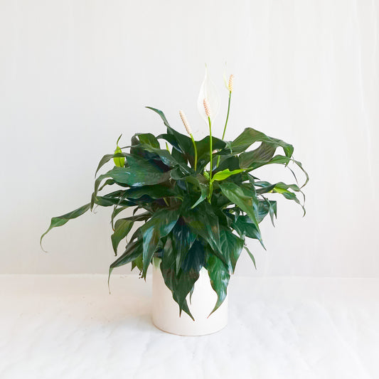 Peace Lily