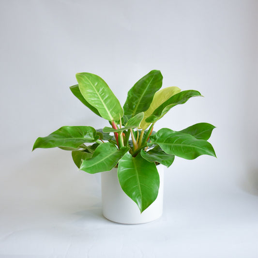 10" Philodendron Moonlight