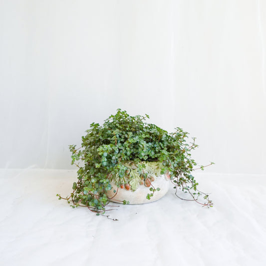 Pilea Aquamarine in Stone Pot