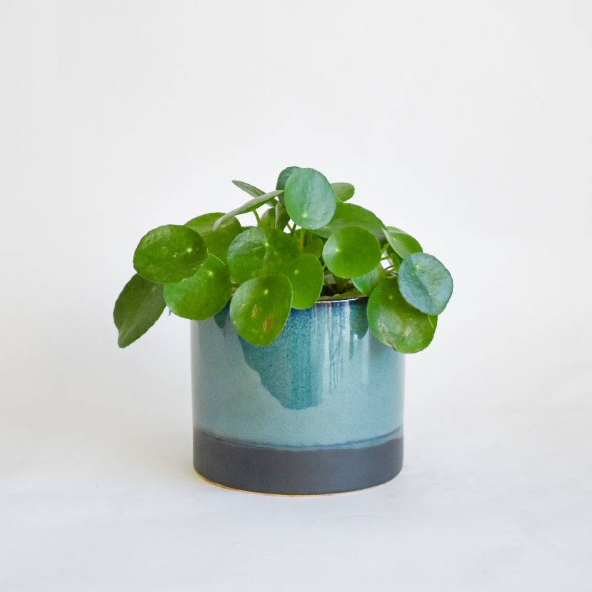 5" Pilea in Glazed Pot