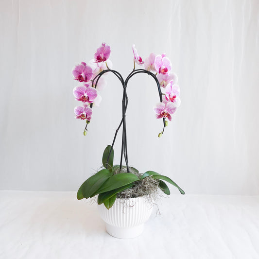 Pink Double Plant Orchid