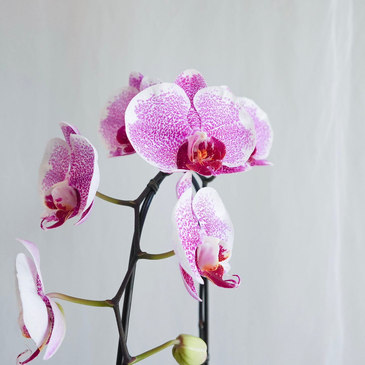 Pink Double Plant Orchid