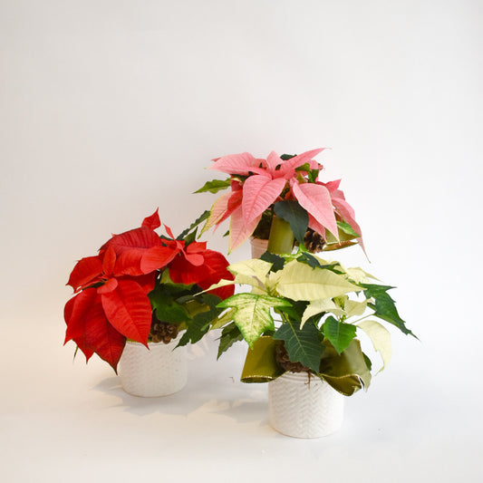 4.5" Poinsettia Planter