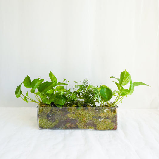 Marble Queen Pothos & Fern Long Planter