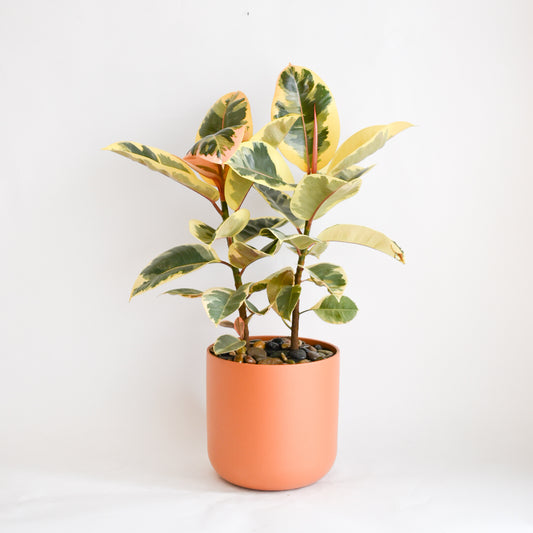 Ruby Ficus in Terracotta Classic Pot