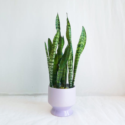Sansevieria