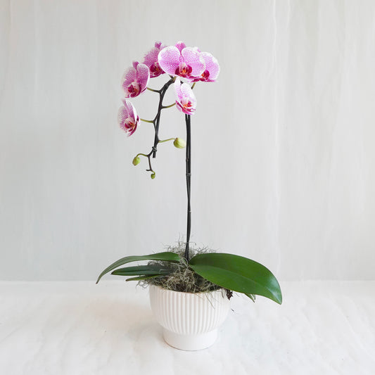 Pink Single Stem Orchid