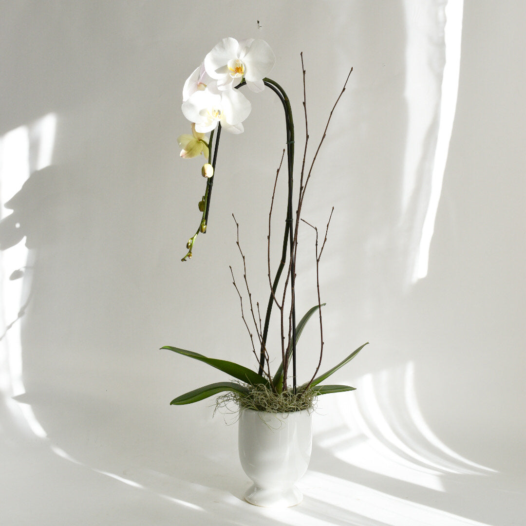 White Single Stem Orchid