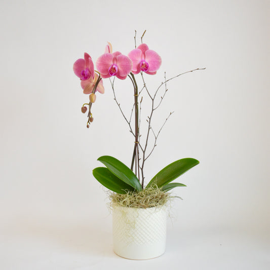 Pink Single Stem Orchid