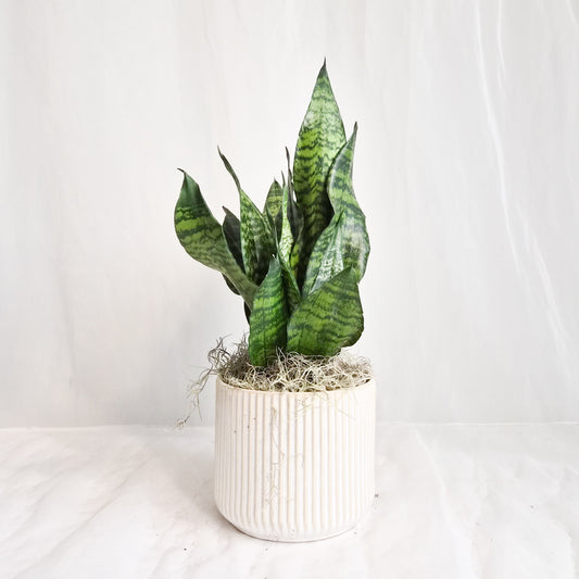 Sansevieria in Cream Ribbed Pot