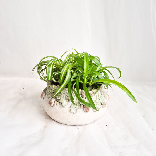 Spider Plant in Stone Pot
