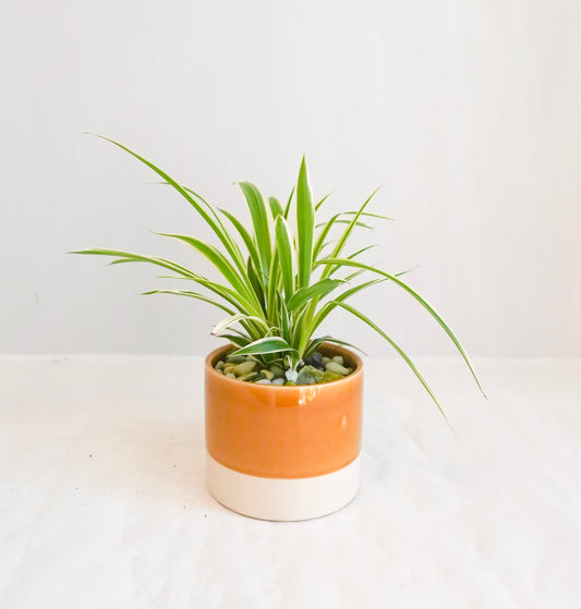 Spider Plant in White and Yellow Pot