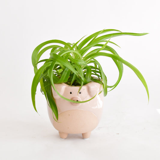 Charlotte's Web - Spider Plant in Pig Pot
