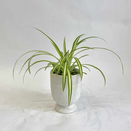 Spider Plant in White Footed Pot