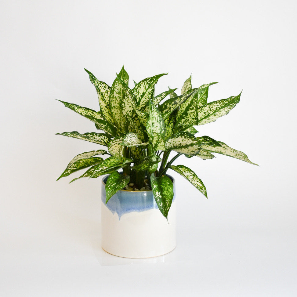 Spring Snow Aglaonema