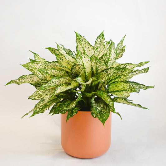 Spring Snow Chinese Evergreen in Ceramic Terracotta Pot