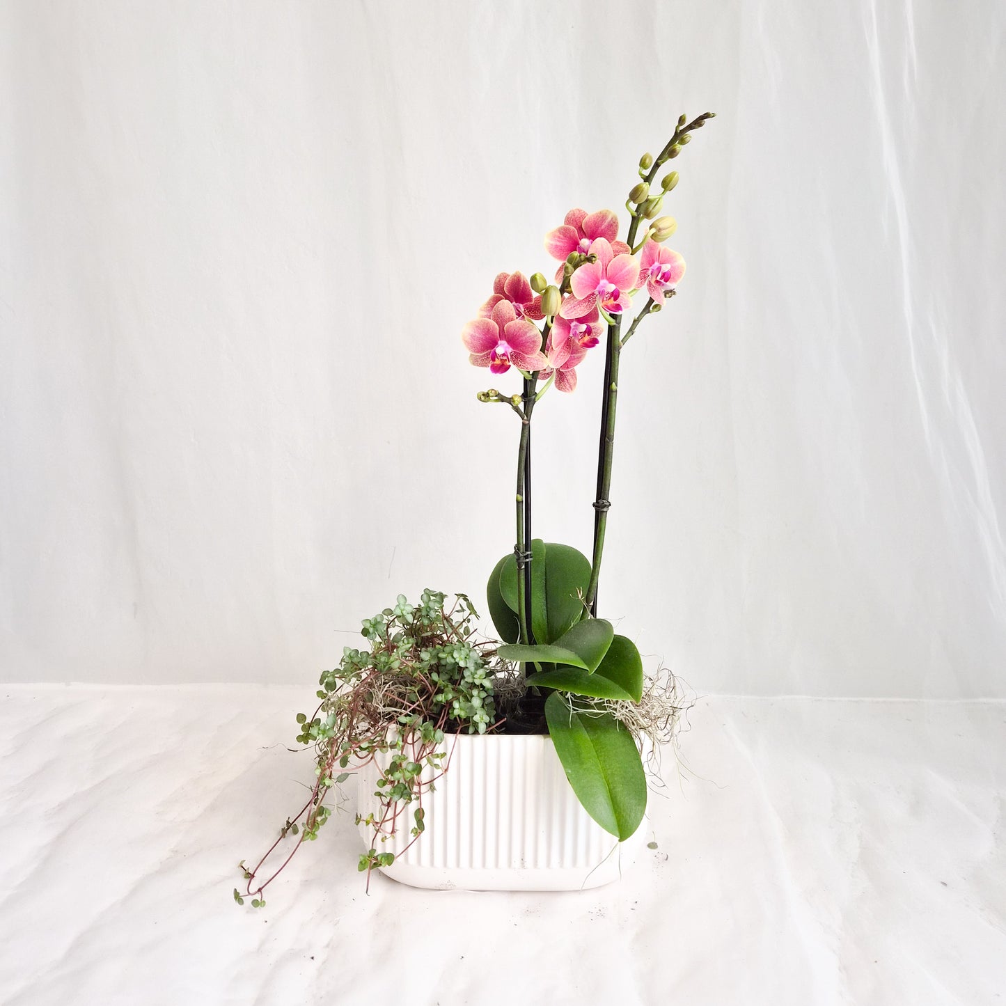 Mini Double Sunset Orange Orchid with Pilea