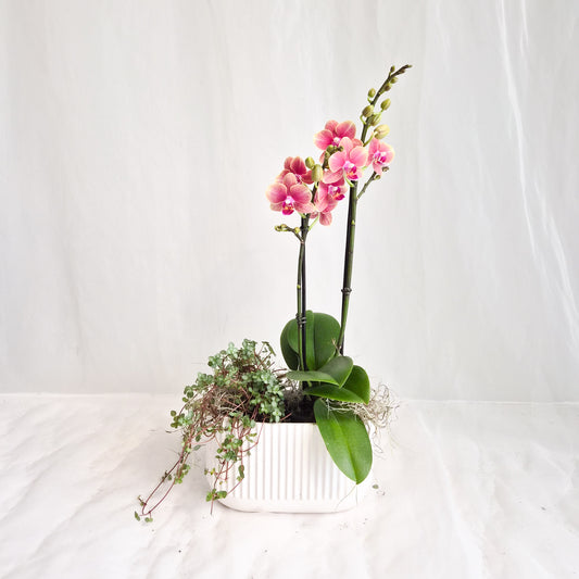 Mini Double Sunset Orange Orchid with Pilea