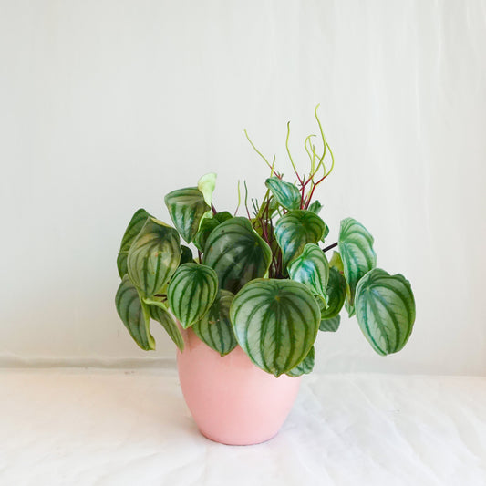 Watermelon Peperomia