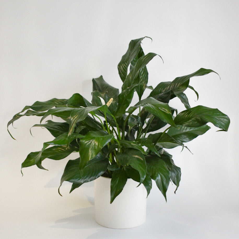 Peace Lily in Round Ceramic Pot