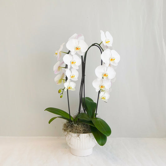 White Double Plant Orchid